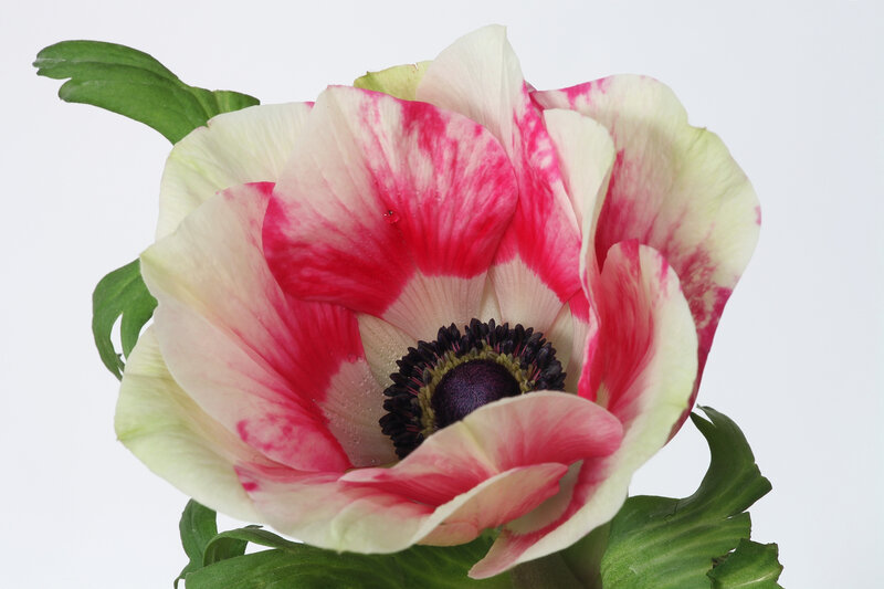 Pink and White Anemone