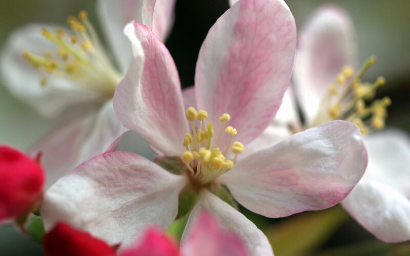 Pink and White Apple Blossom — Serene