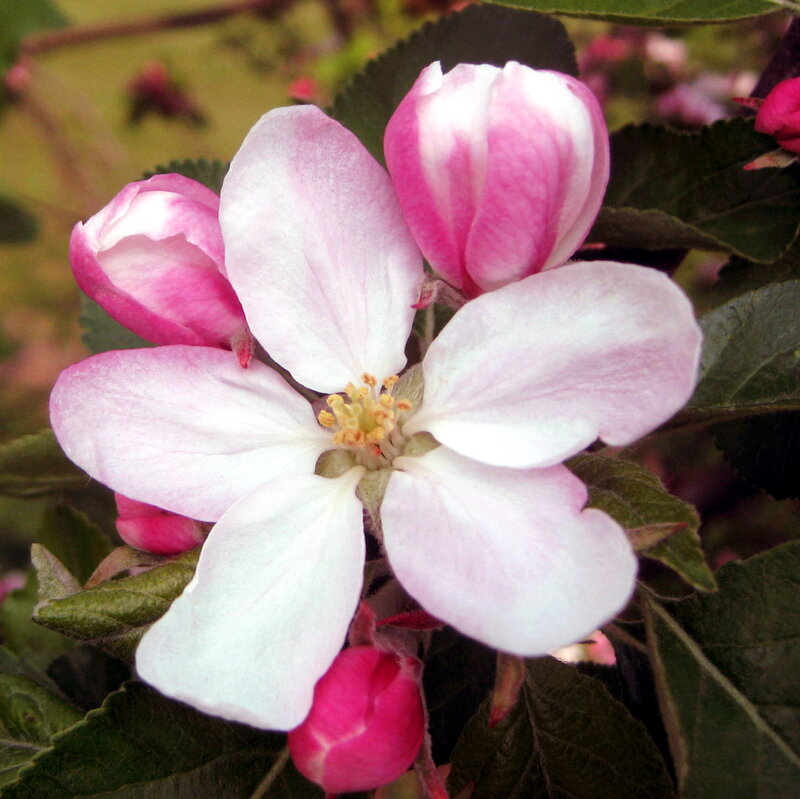 Pink and White Apple Blossom