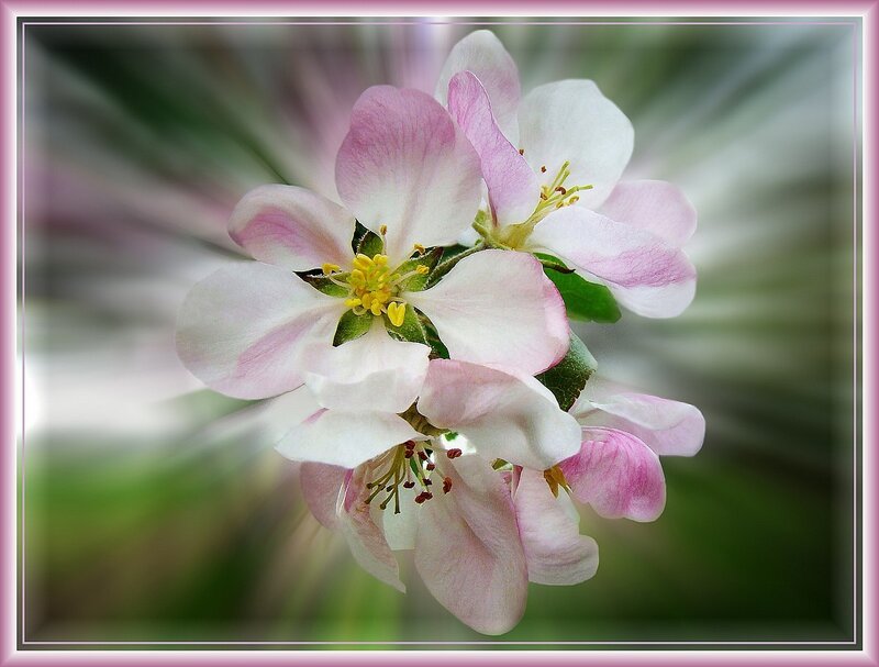 Pink and white apple blossoms