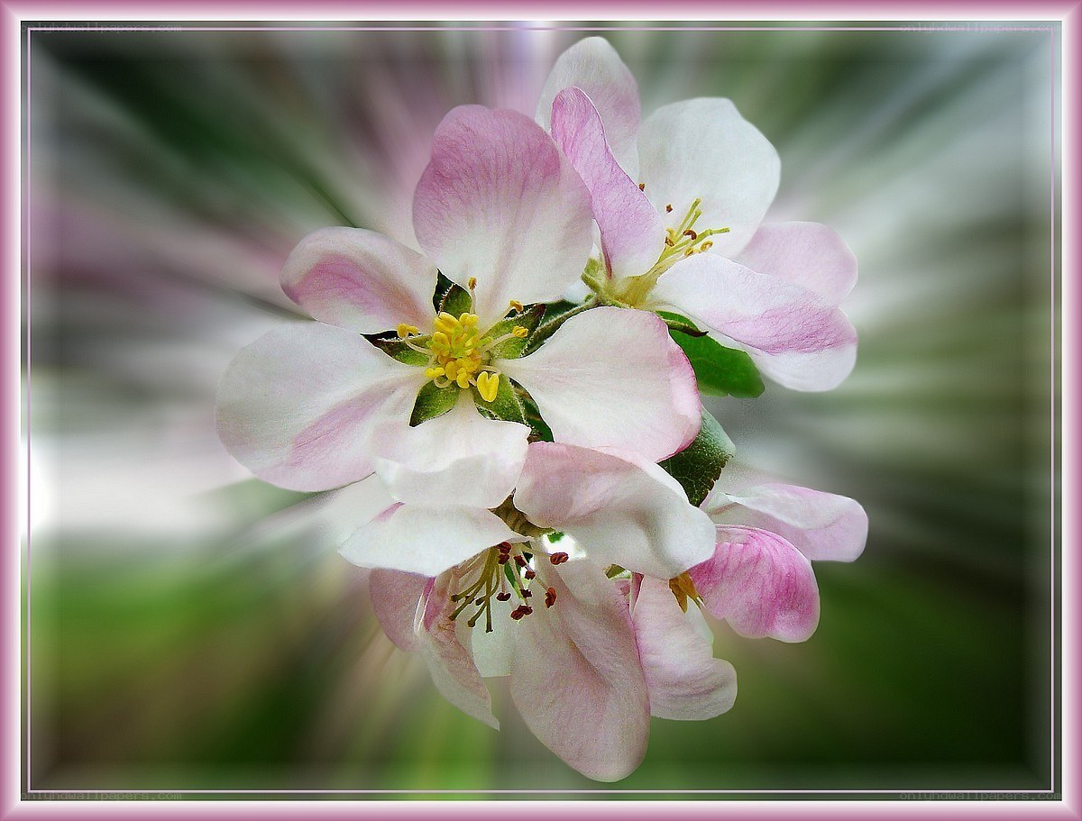 Pink and white apple blossoms