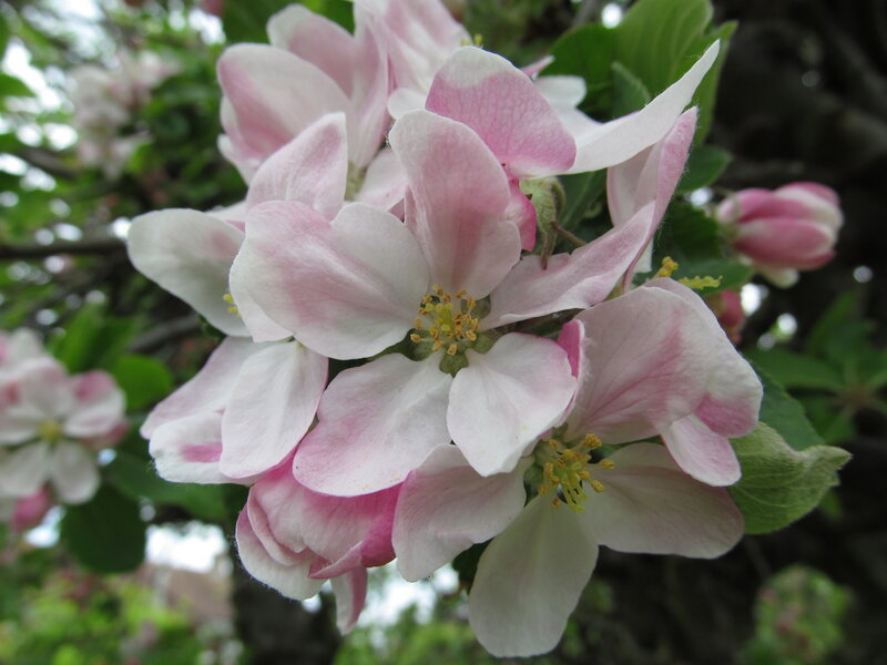 Pink and White Apple Blossoms — Serene