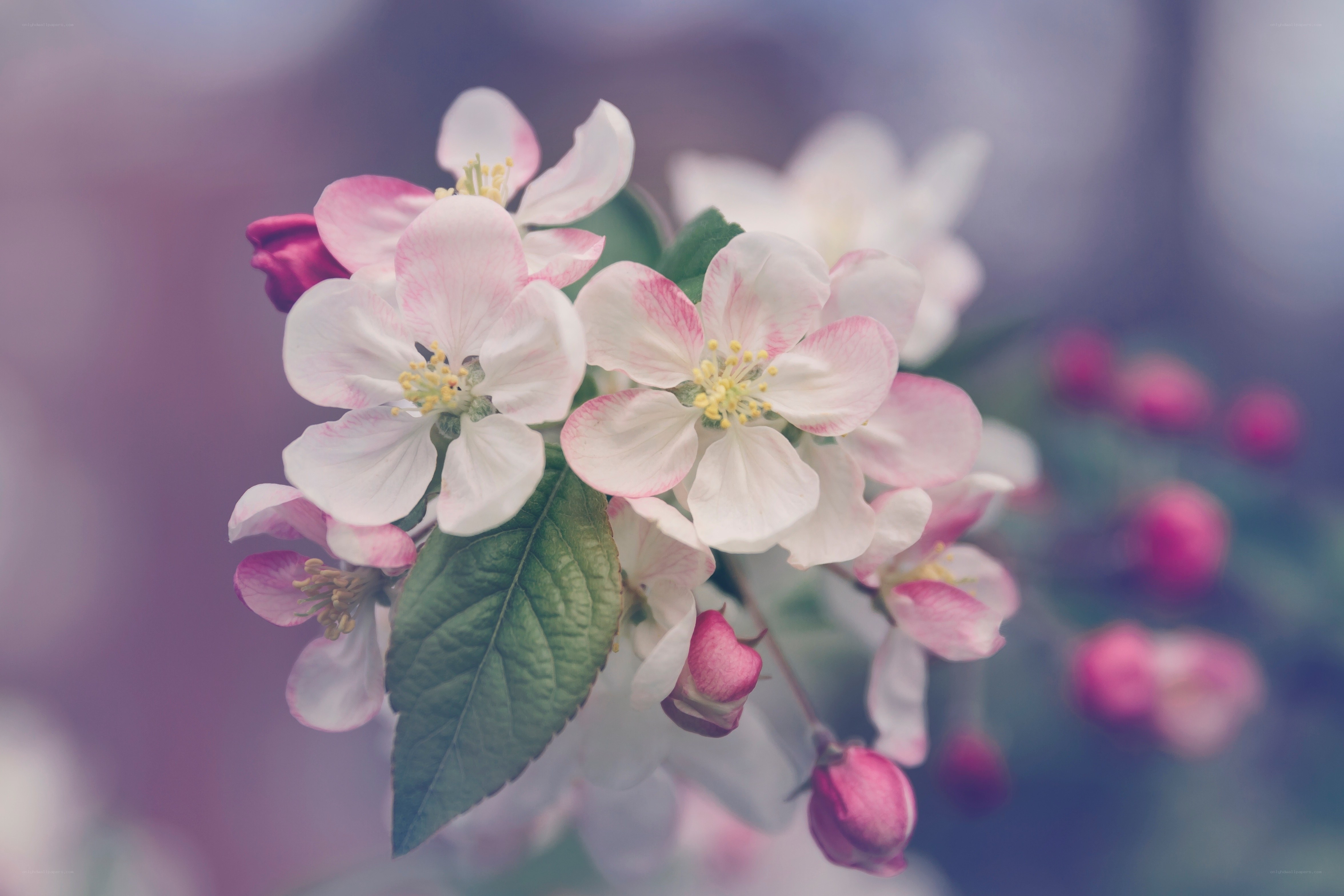 Pink and white apple blossoms
