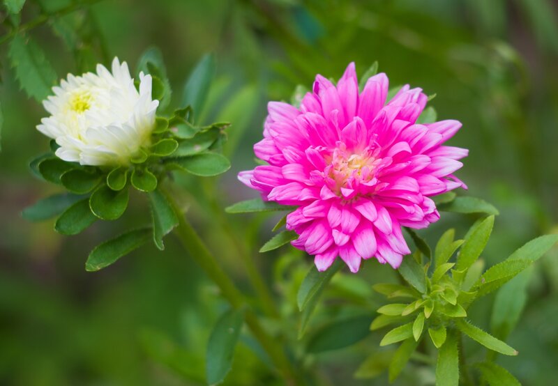 Pink and white asters in garden