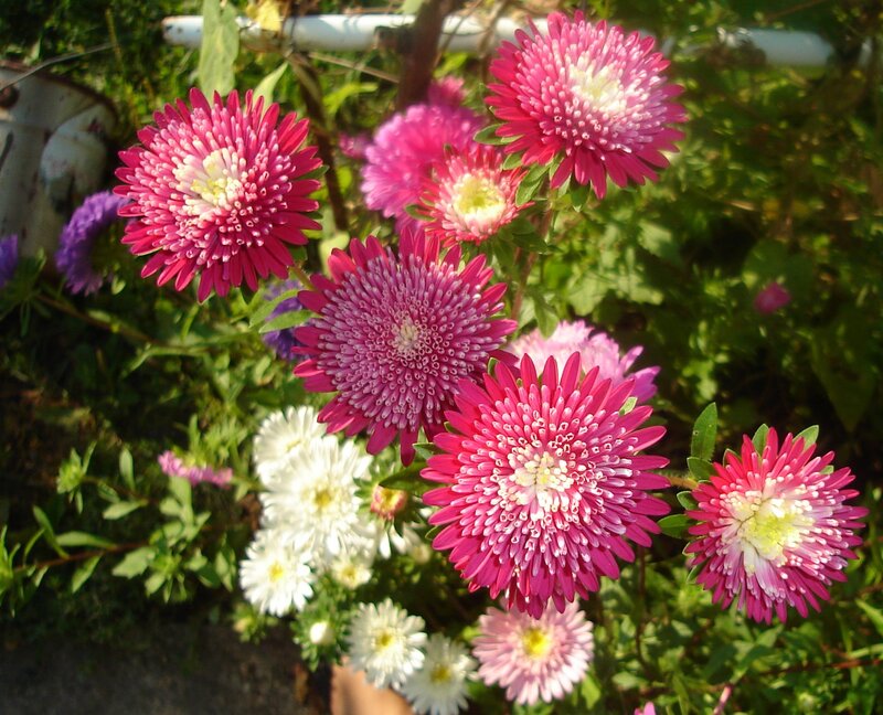 Pink and White Asters