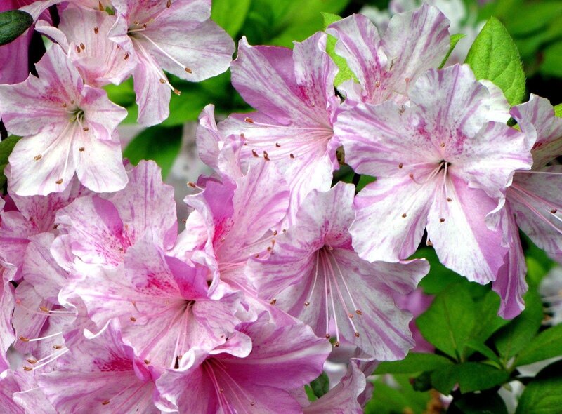 Pink and white azalea blossoms