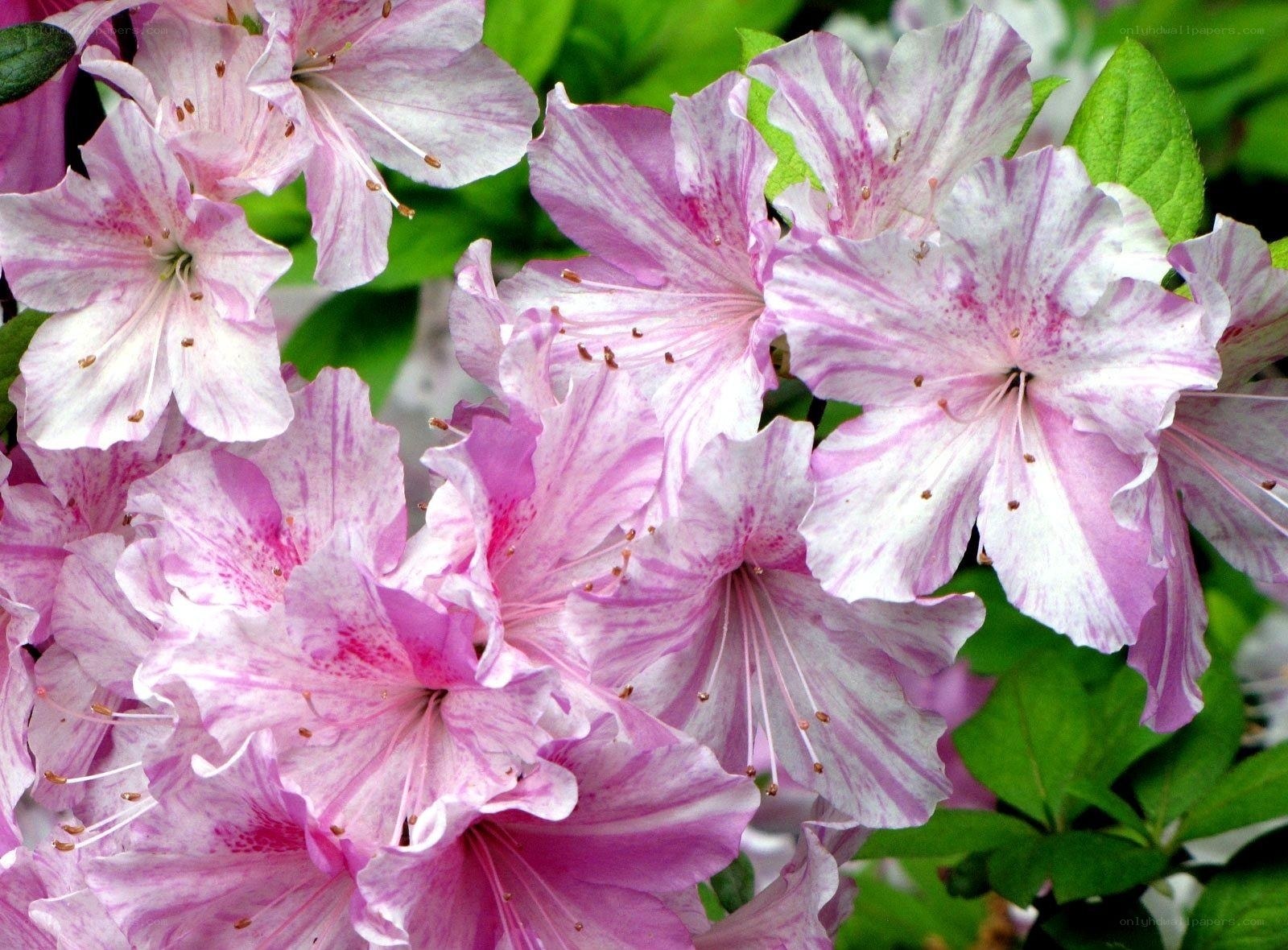 Pink and white azalea blossoms
