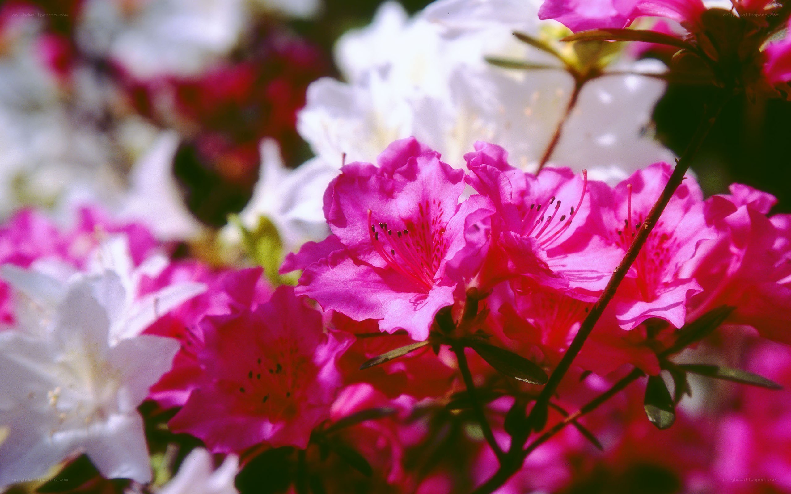Pink and white azalea blossoms