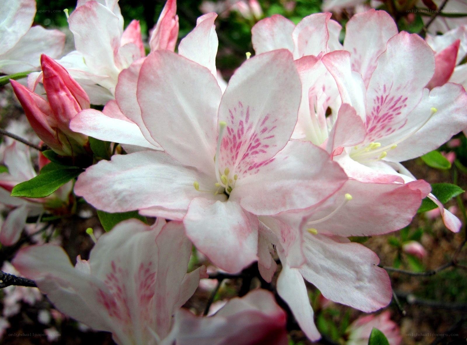 Pink and white azalea blossoms