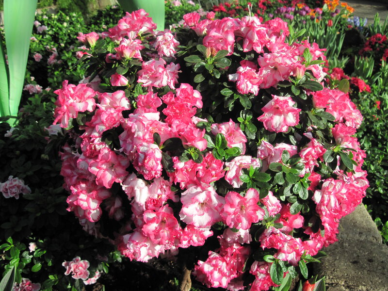 Pink and White Azalea Bush — Calm, Afternoon