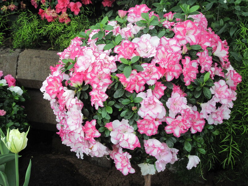 Pink and White Azalea Bush — Calm, Spring, Photograph