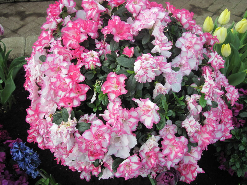 Pink and White Azalea Bush — Calm, Spring