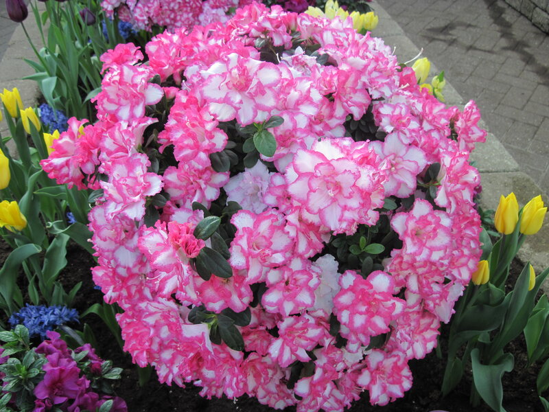 Pink and White Azalea Bush — Calm