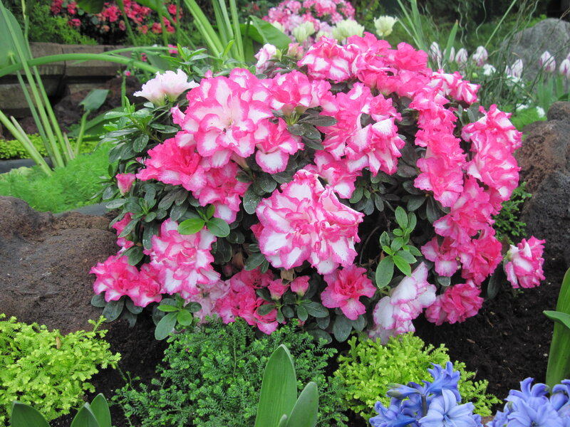 Pink and White Azalea Bush — Serene, Spring, Photograph