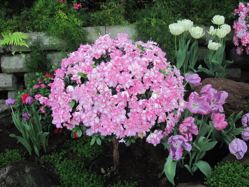 Pink and White Azalea Bush — Serene, Spring