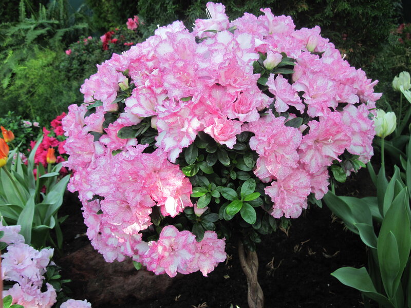 Pink and White Azalea Bush — Serene