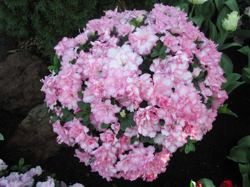 Pink and White Azalea Bush