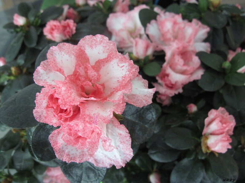 Pink and White Azalea Flower — Calm
