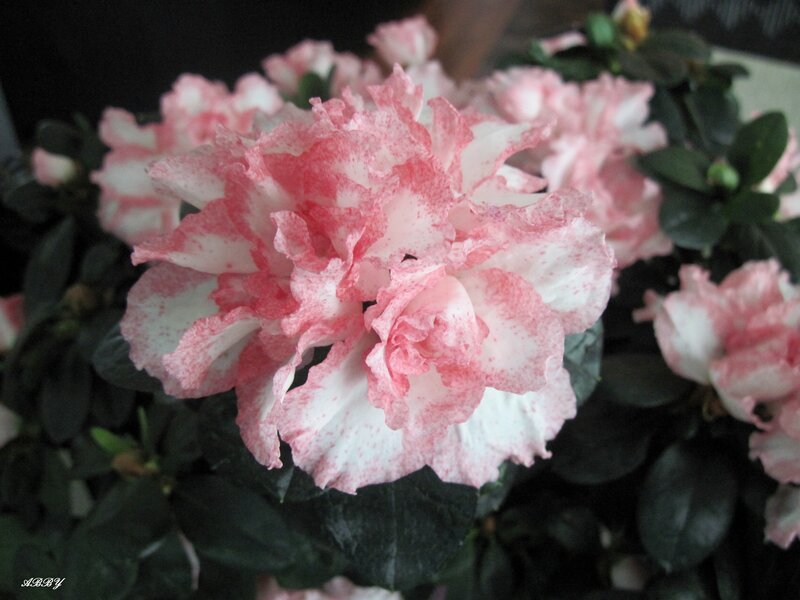 Pink and White Azalea Flower