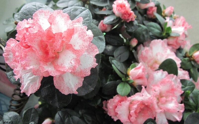 Pink and white azalea flowers