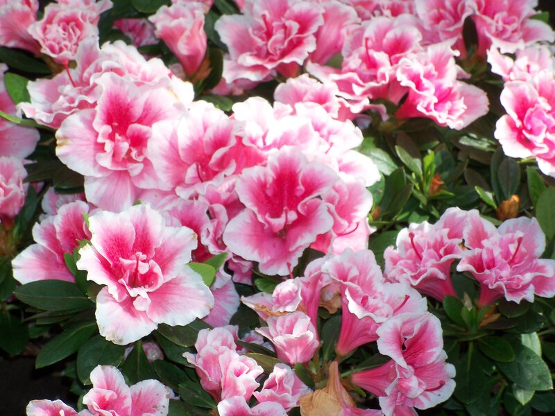Pink and white azalea flowers
