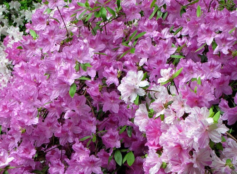 Pink and White Azalea Flowers — Blooming
