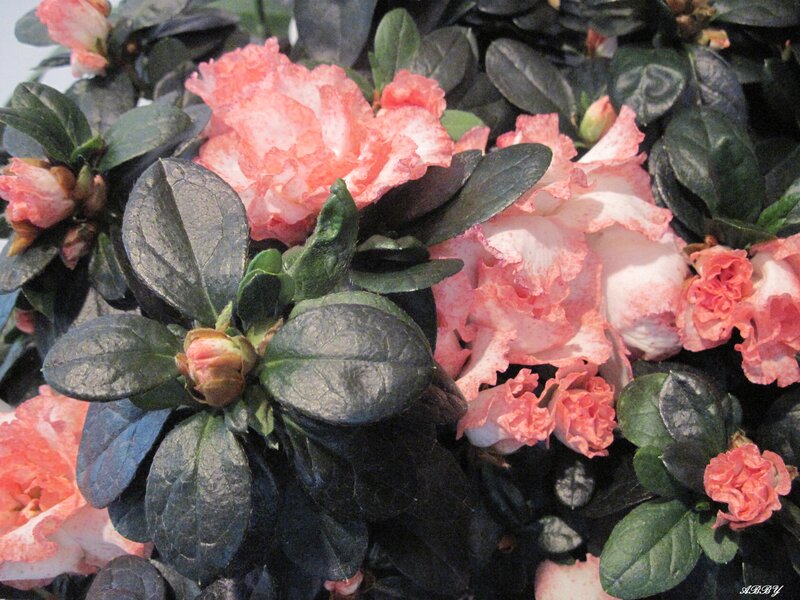 Pink and White Azalea Flowers — Calm, Photograph, Leaves