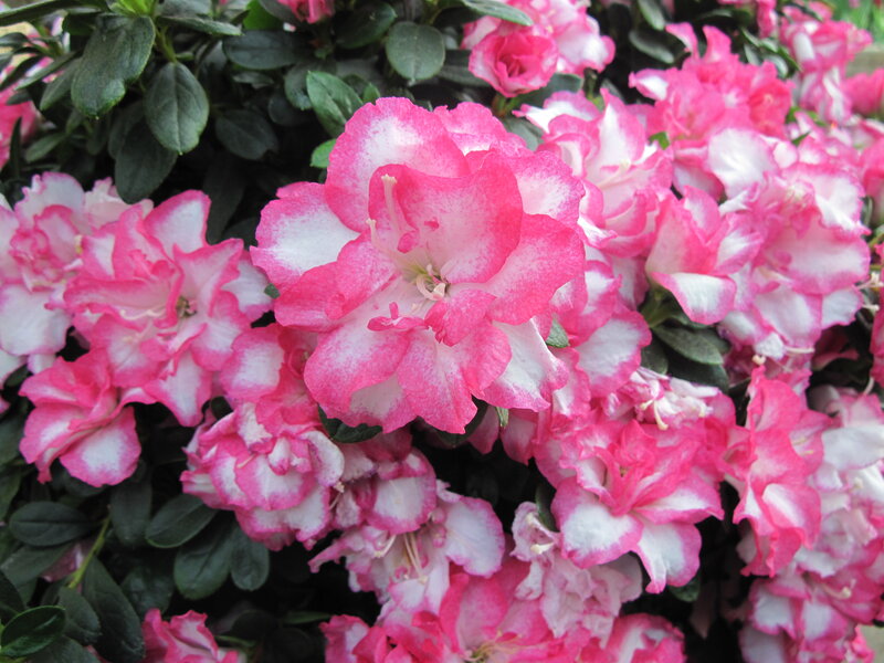 Pink and White Azalea Flowers — Calm, Spring, Photograph, Leaves