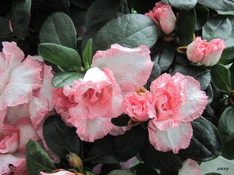 Pink and White Azalea Flowers — Calm, Spring, Photograph