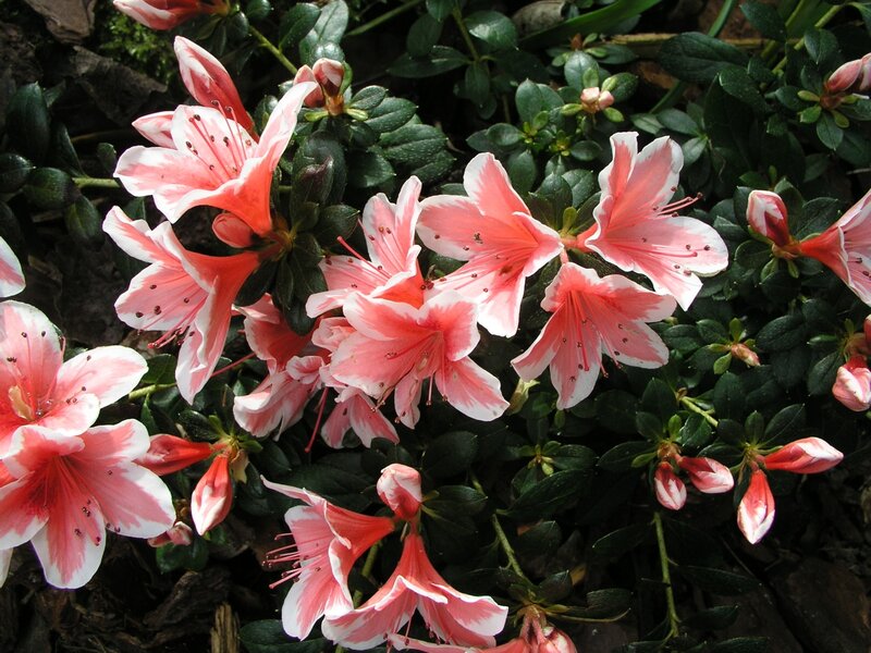 Pink and White Azalea Flowers — Calm, Spring