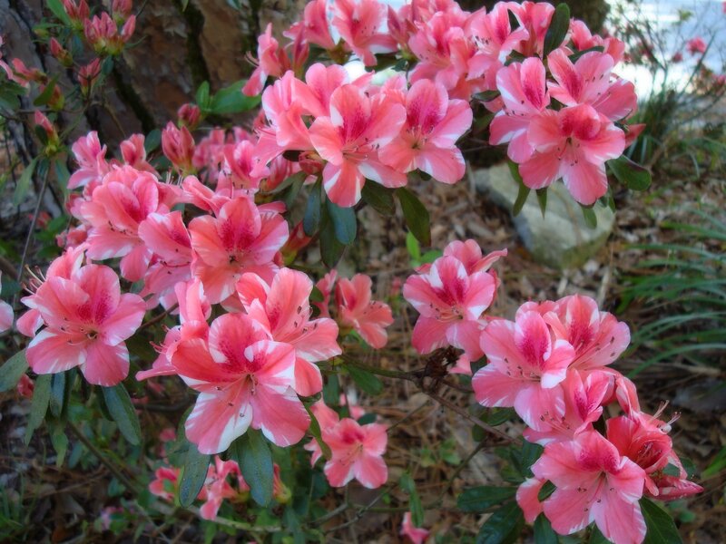 Pink and White Azalea Flowers — Calm
