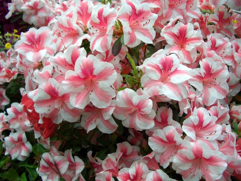 Pink and White Azalea Flowers — Photograph