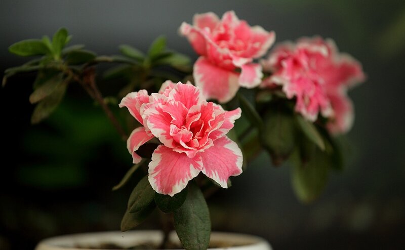 Pink and White Azalea Flowers — Serene