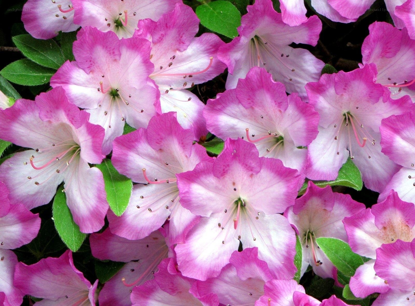 Pink and white azalea flowers