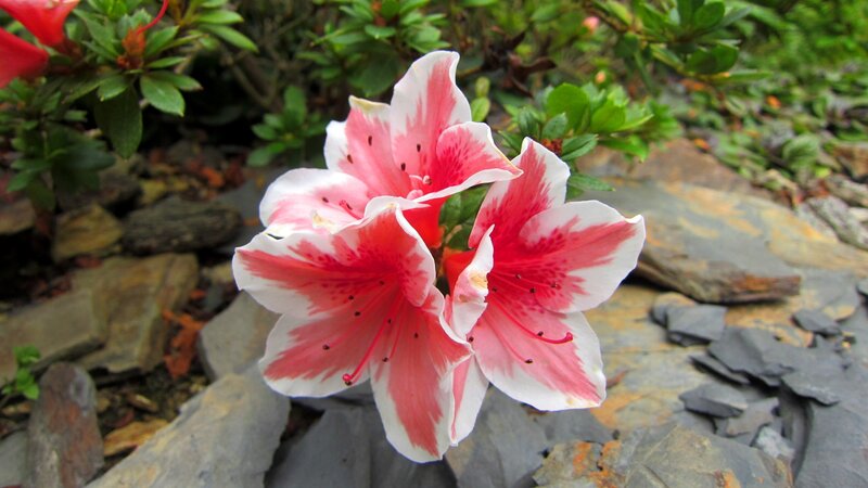 Pink and White Azalea — Red