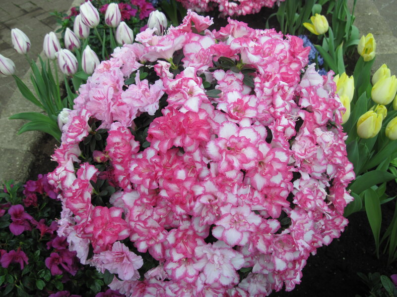 Pink and White Azalea
