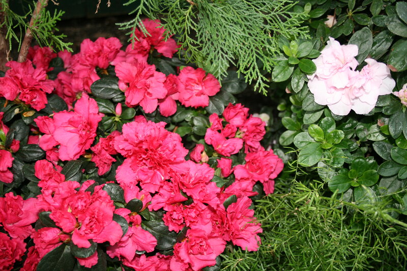 Pink and White Azaleas — Calm, Photograph