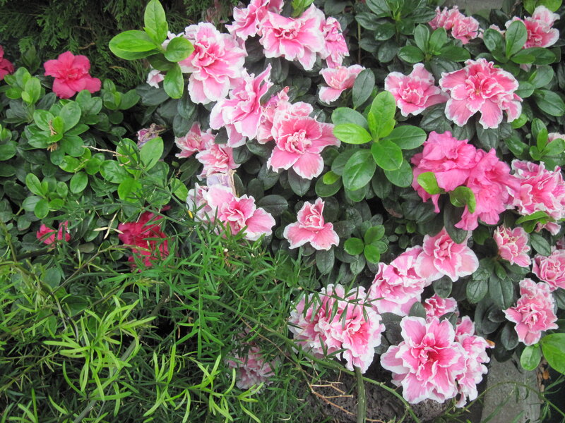 Pink and White Azaleas — Calm, Spring, Photograph