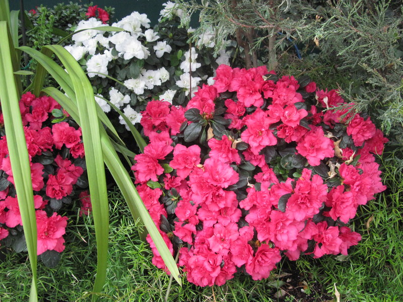 Pink and White Azaleas — Calm, Spring