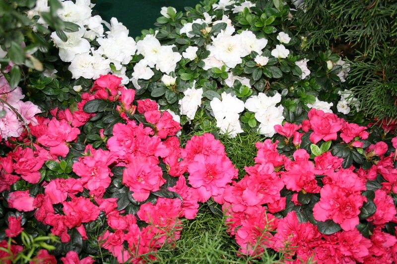 Pink and White Azaleas — Calm