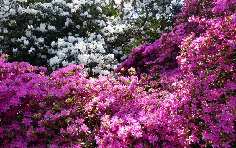 Pink and White Azaleas — Serene, Spring