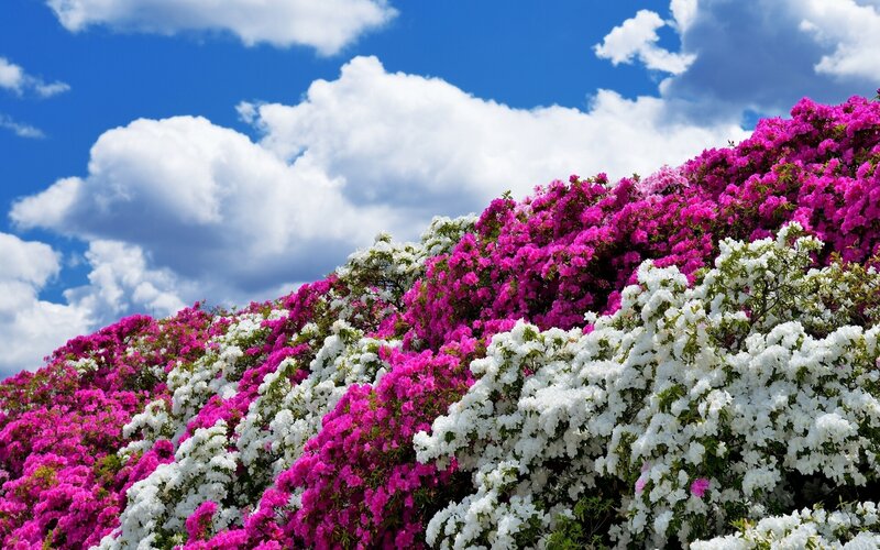 Pink and White Azaleas — Serene
