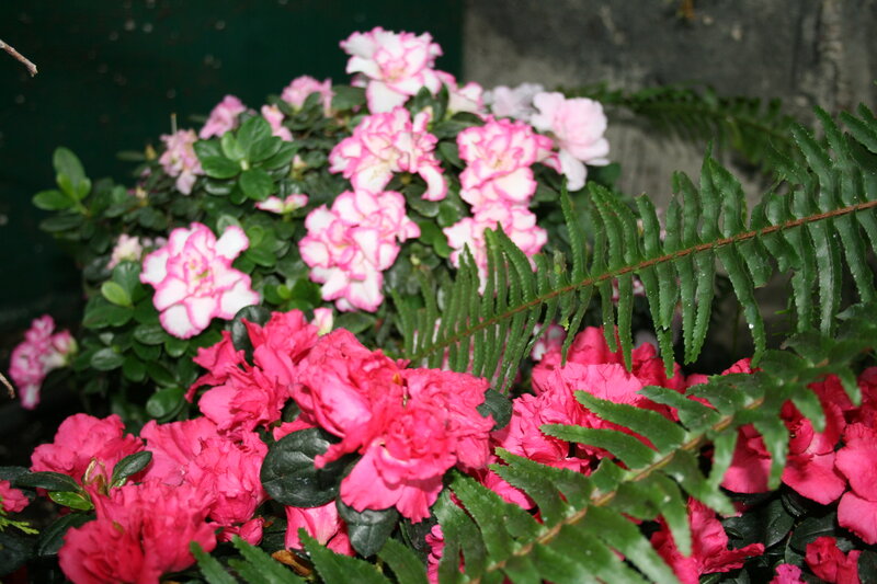 Pink and White Azaleas