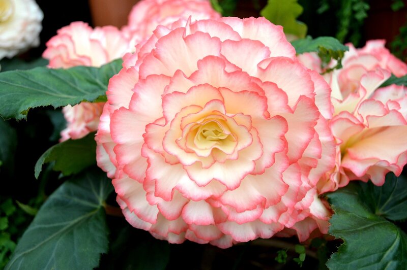 Pink and White Begonia — Calm