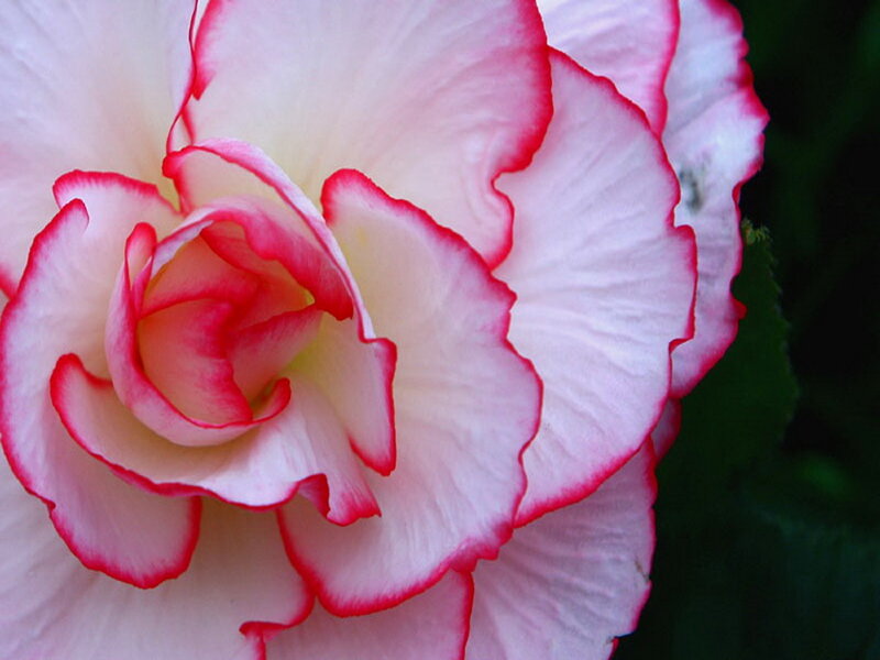 Pink and White Begonia Flower — Calm