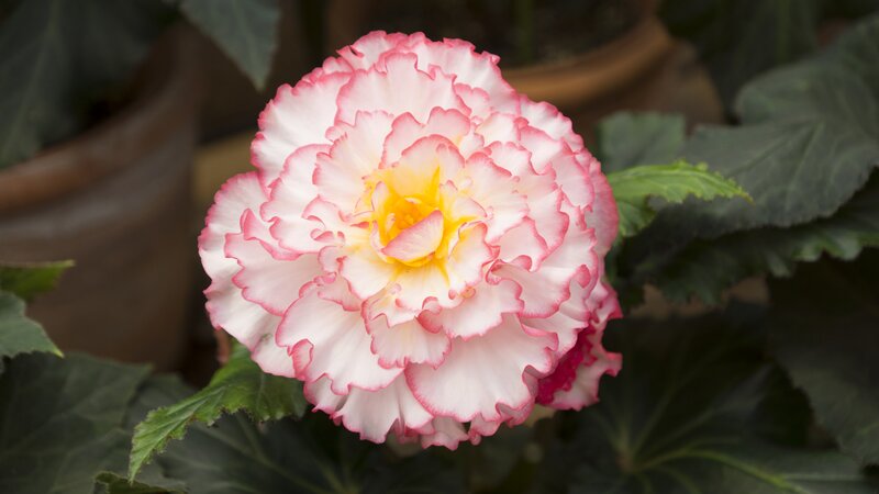 Pink and White Begonia Flower — Serene
