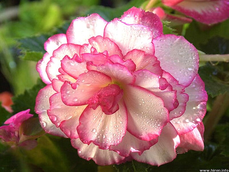 Pink and White Begonia Flower