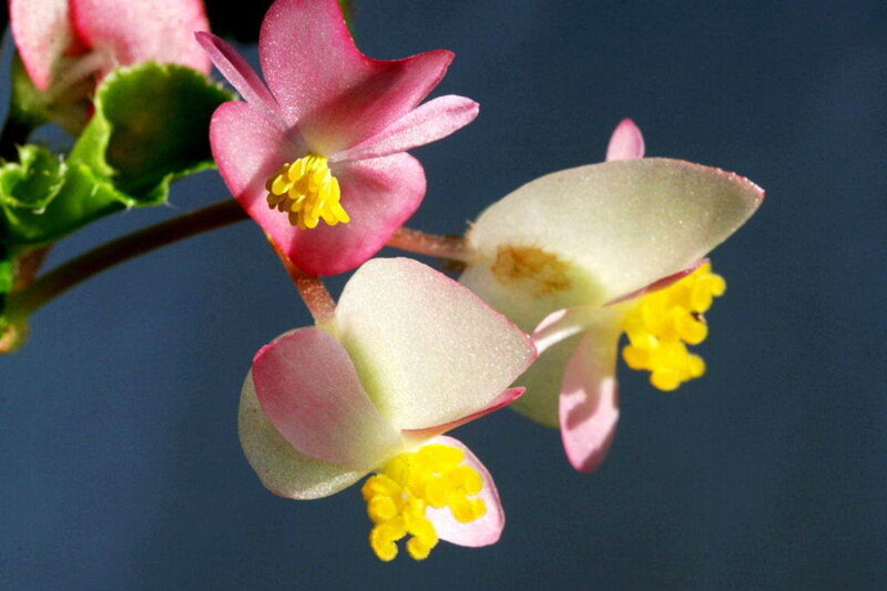Pink and white begonia flowers