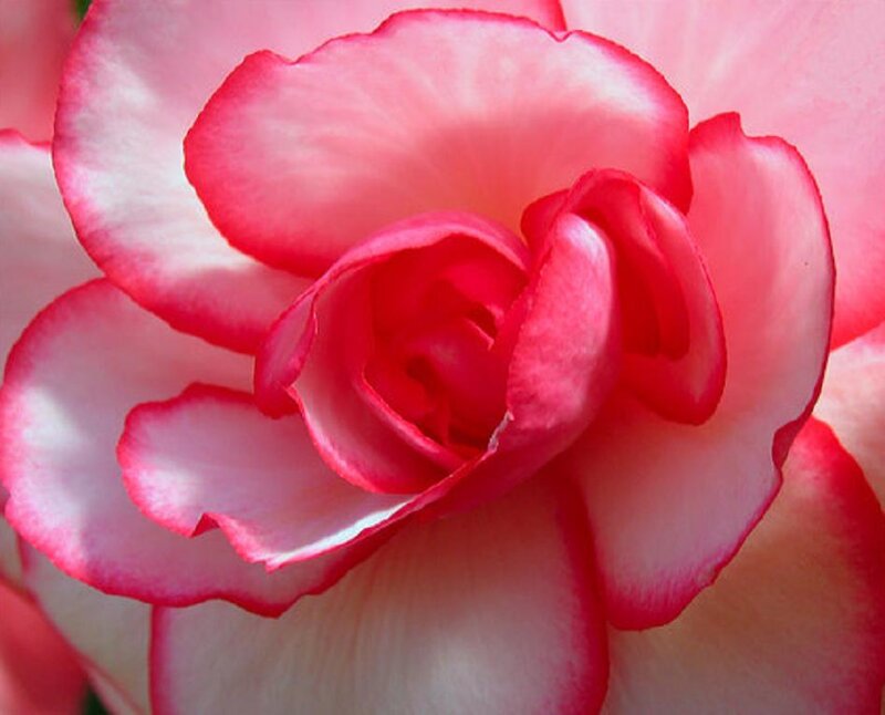Pink and White Begonia