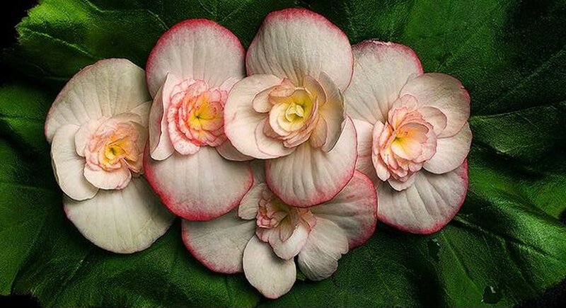 Pink and White Begonias — Serene